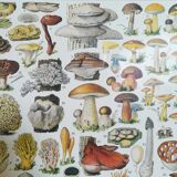 Lithograph on mushrooms from 1928 "cep"