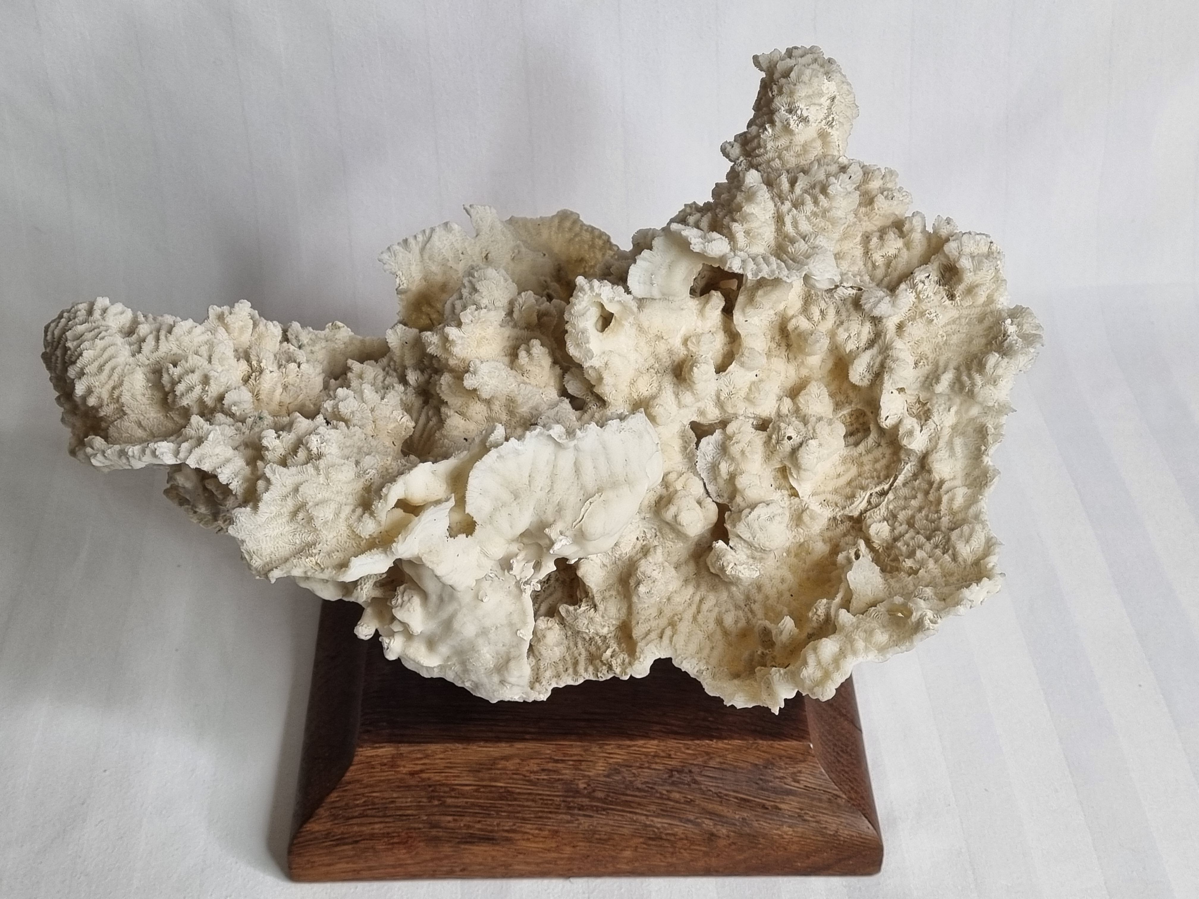 Old whole white coral on solid wood support, 34 cm