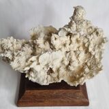 Ancien corail blanc entier sur support en bois massif, 34 cm