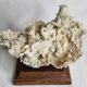 Ancien corail blanc entier sur support en bois massif, 34 cm