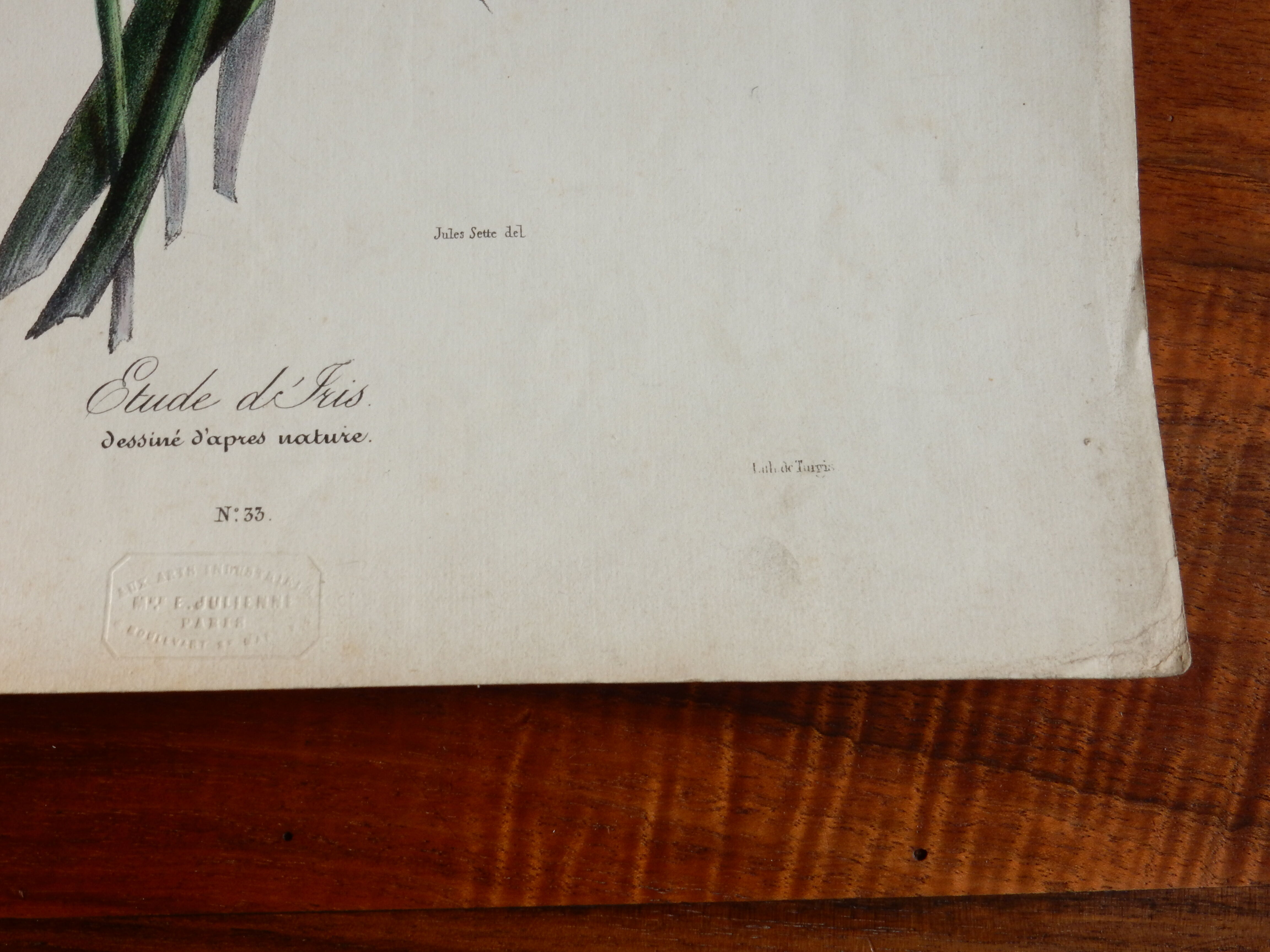 Iris botanical plate of the nineteenth century signed Turgas
