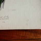 Iris botanical plate of the nineteenth century signed Turgas