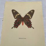 Naturalist engraving butterfly old botanical plate naturalist etching