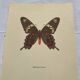 Naturalist engraving of an old butterfly botanical plate etching naturalist