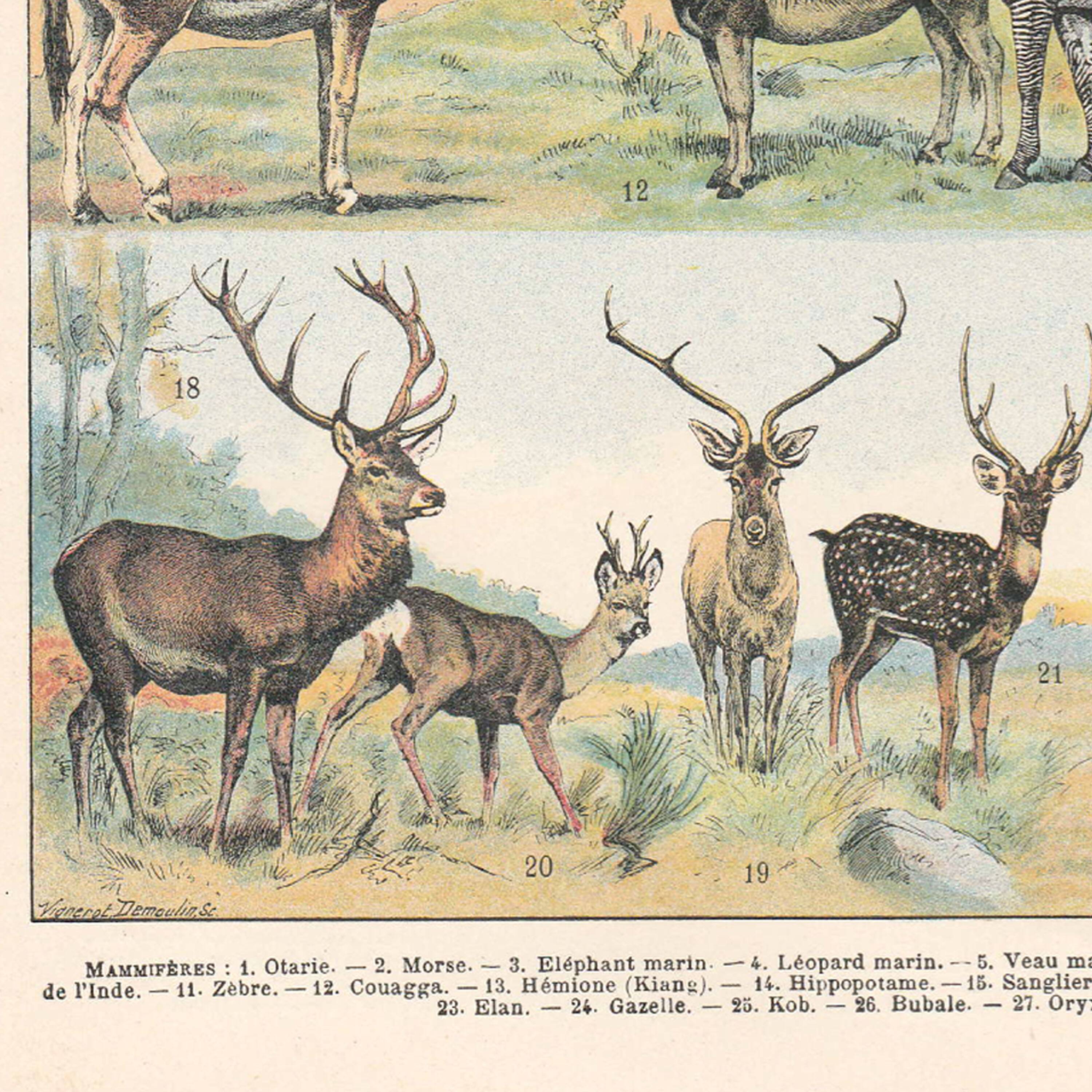 Old plate on mammals 1897