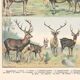 Planche ancienne sur les mammifères 1897