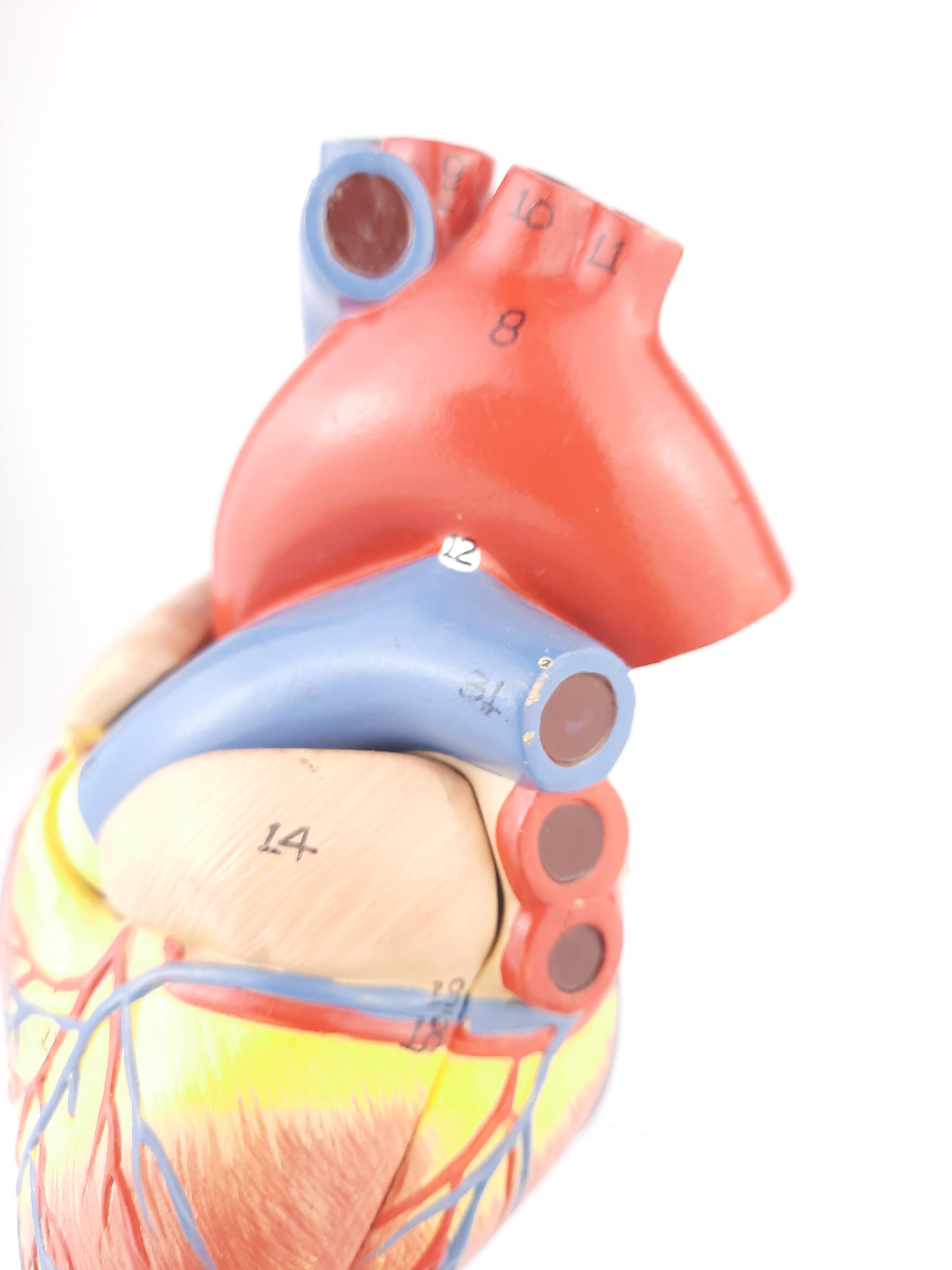 Vintage human heart anatomical model