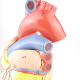 Vintage human heart anatomical model