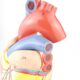 Vintage human heart anatomical model