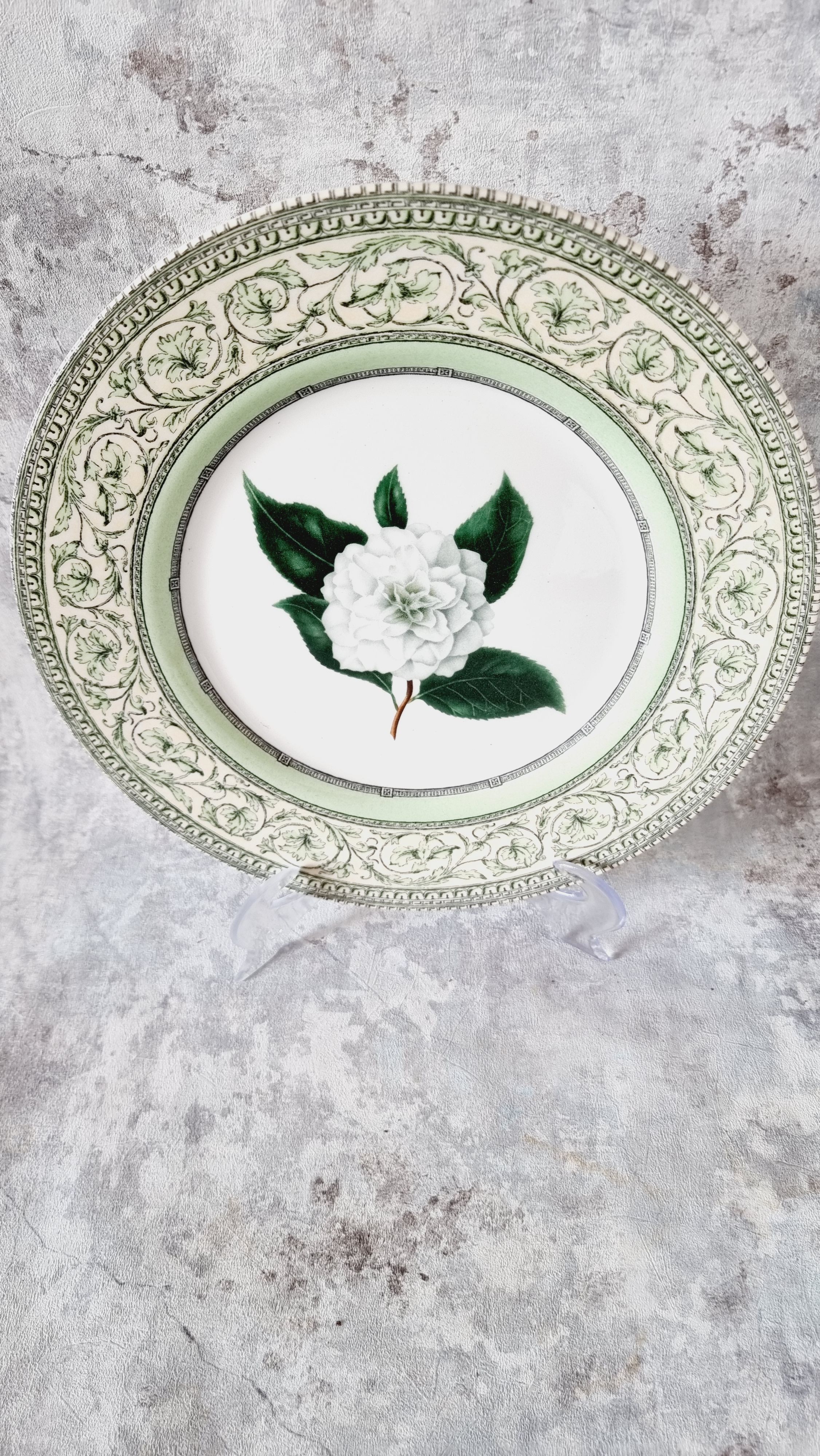 Vintage plate from the royal horticultural society applebee collection of england