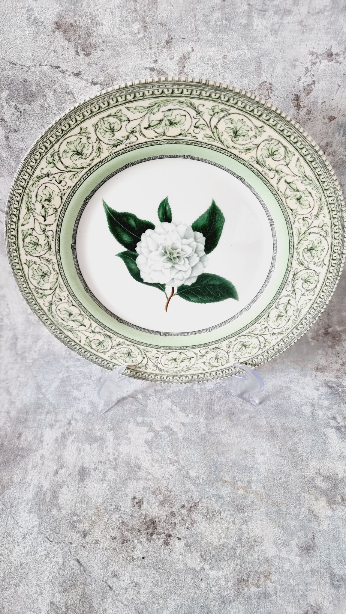Vintage plate from the royal horticultural society applebee collection of england