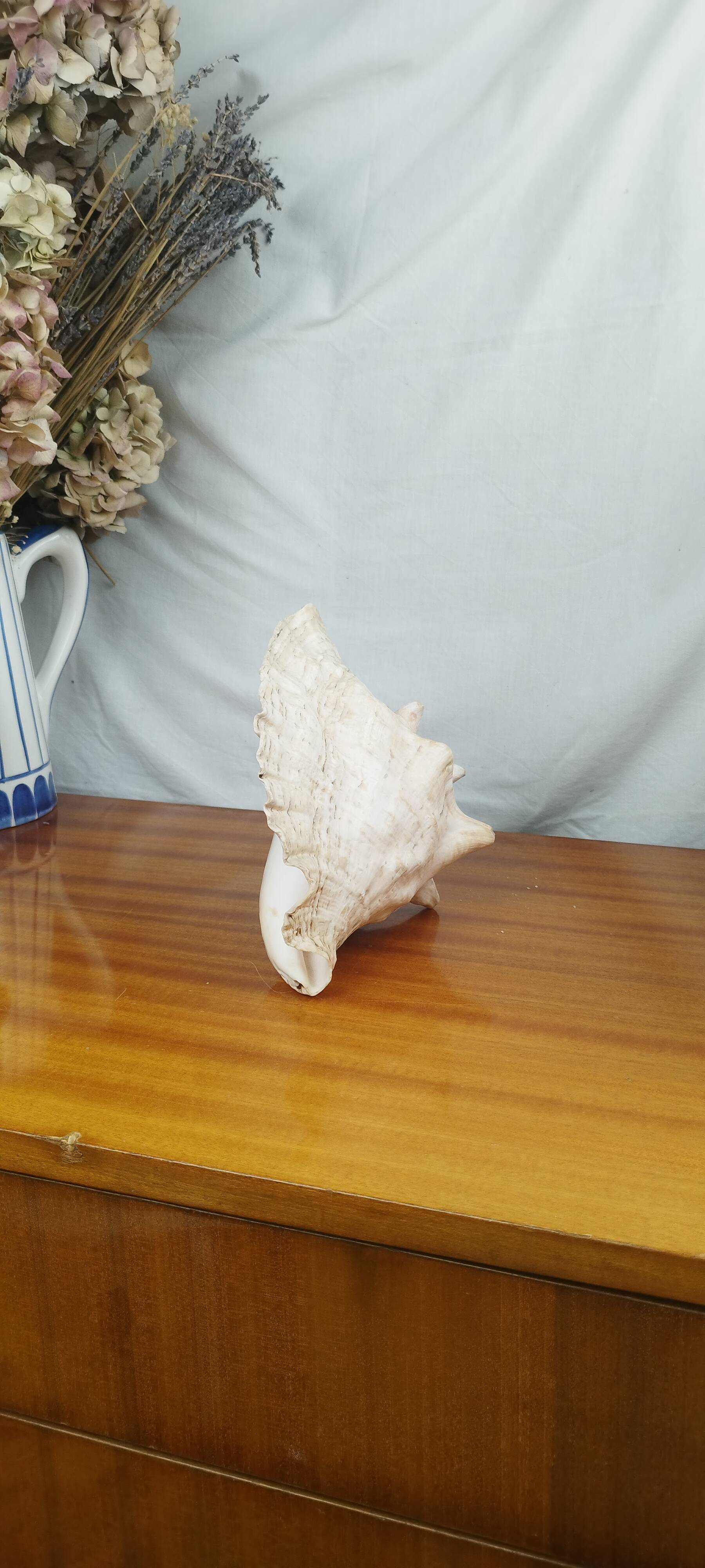 Large Lambi Conch, Marine Curiosity Object, Vintage Seashell