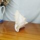 Large Lambi Conch, Marine Curiosity Object, Vintage Seashell