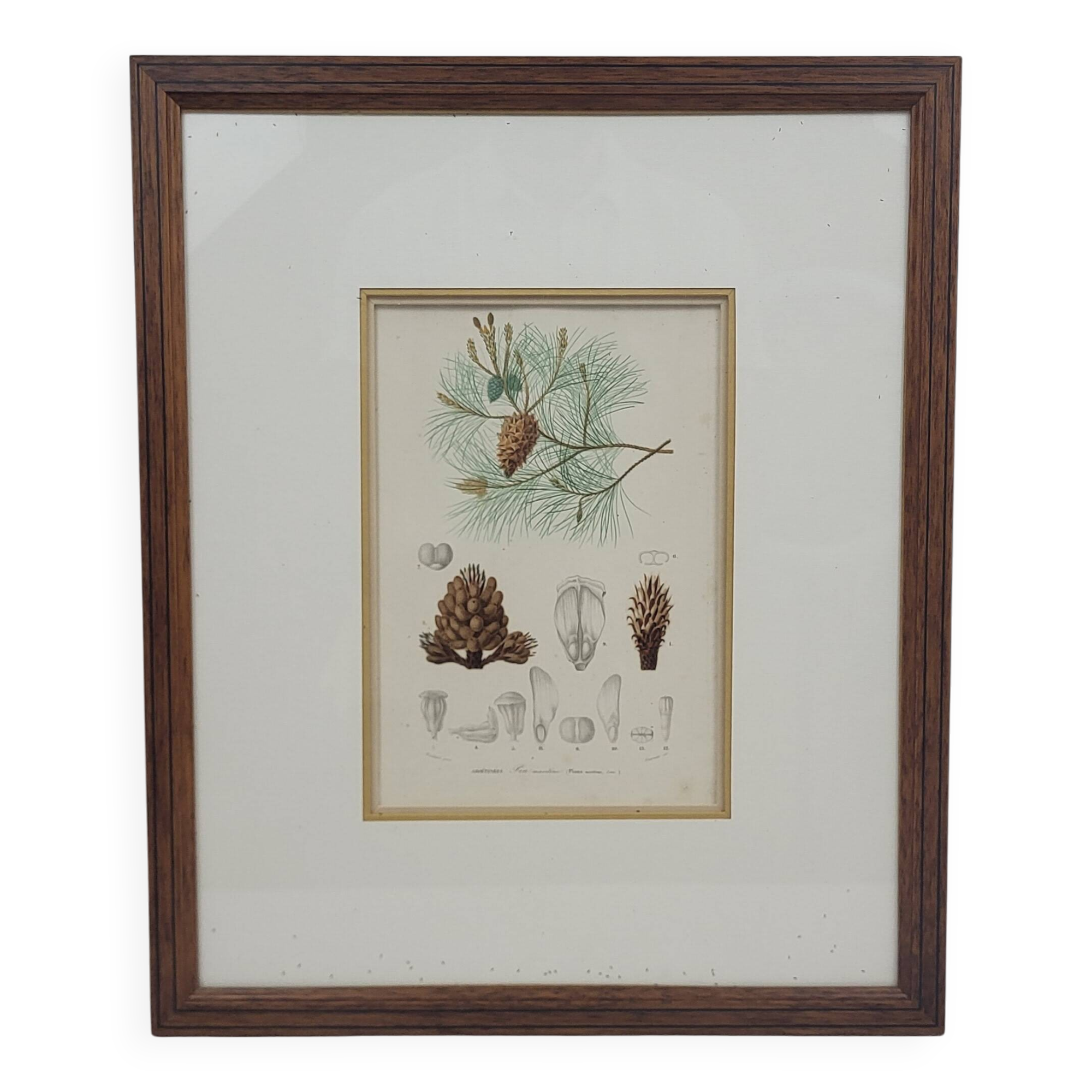Botanical plate engraving Maritime pine Fournier