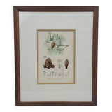 Botanical plate engraving Maritime pine Fournier