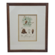 Botanical plate engraving Maritime pine Fournier