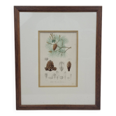Gravure planche botanique Pin maritime Fournier