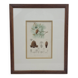 Botanical plate engraving Maritime pine Fournier