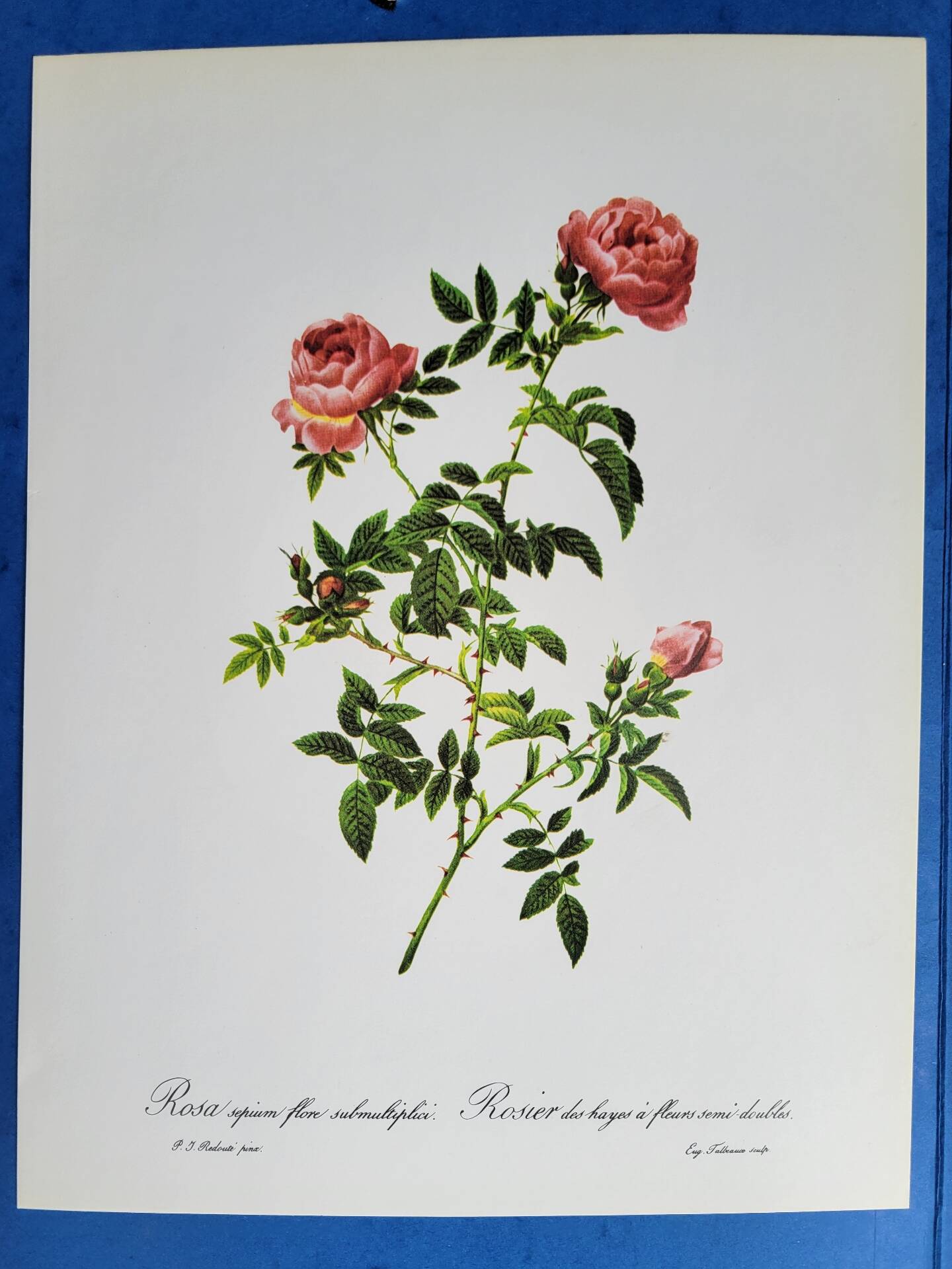 Planche botanique Rose des Hayes, P. J Redouté 1960