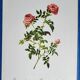 Planche botanique Rose des Hayes, P. J Redouté 1960
