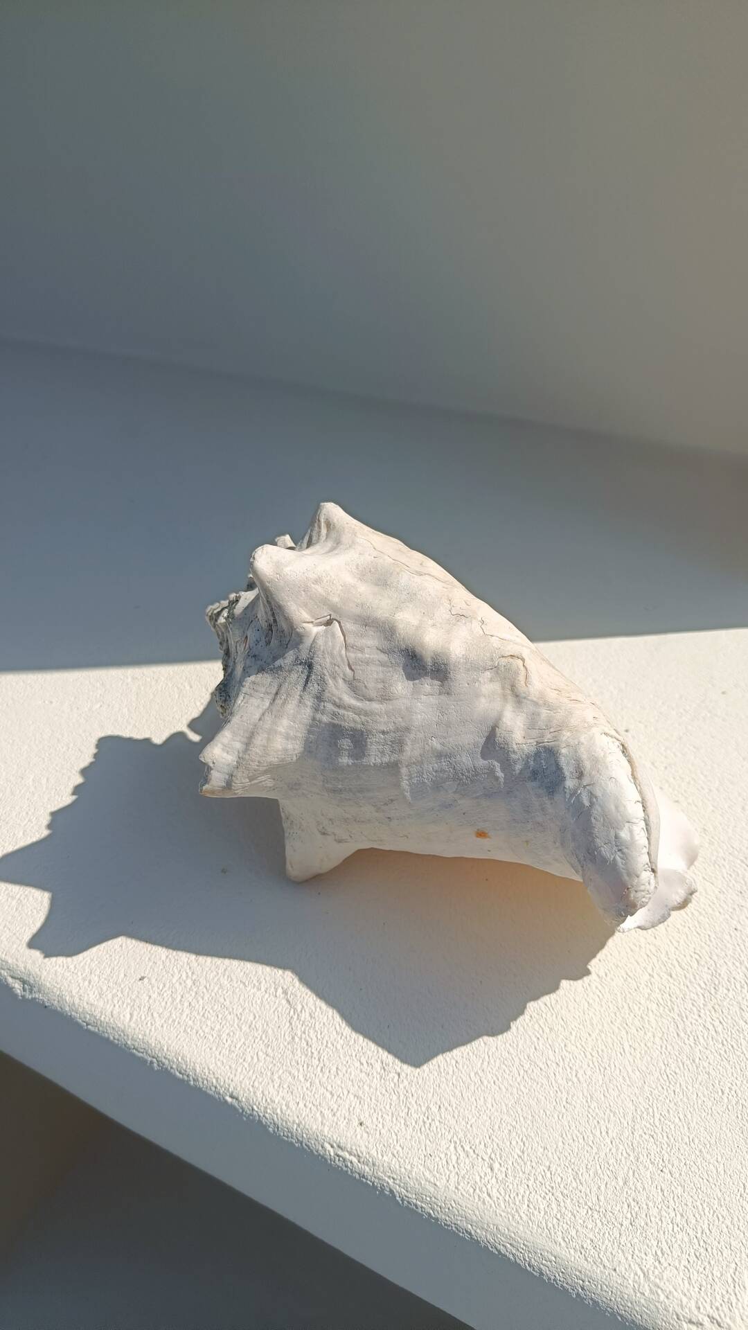 Conque marine blanche légèrement rosée