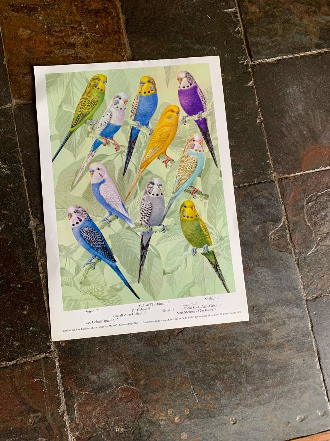 Affichette "Les Oiseaux du Monde" - 1968