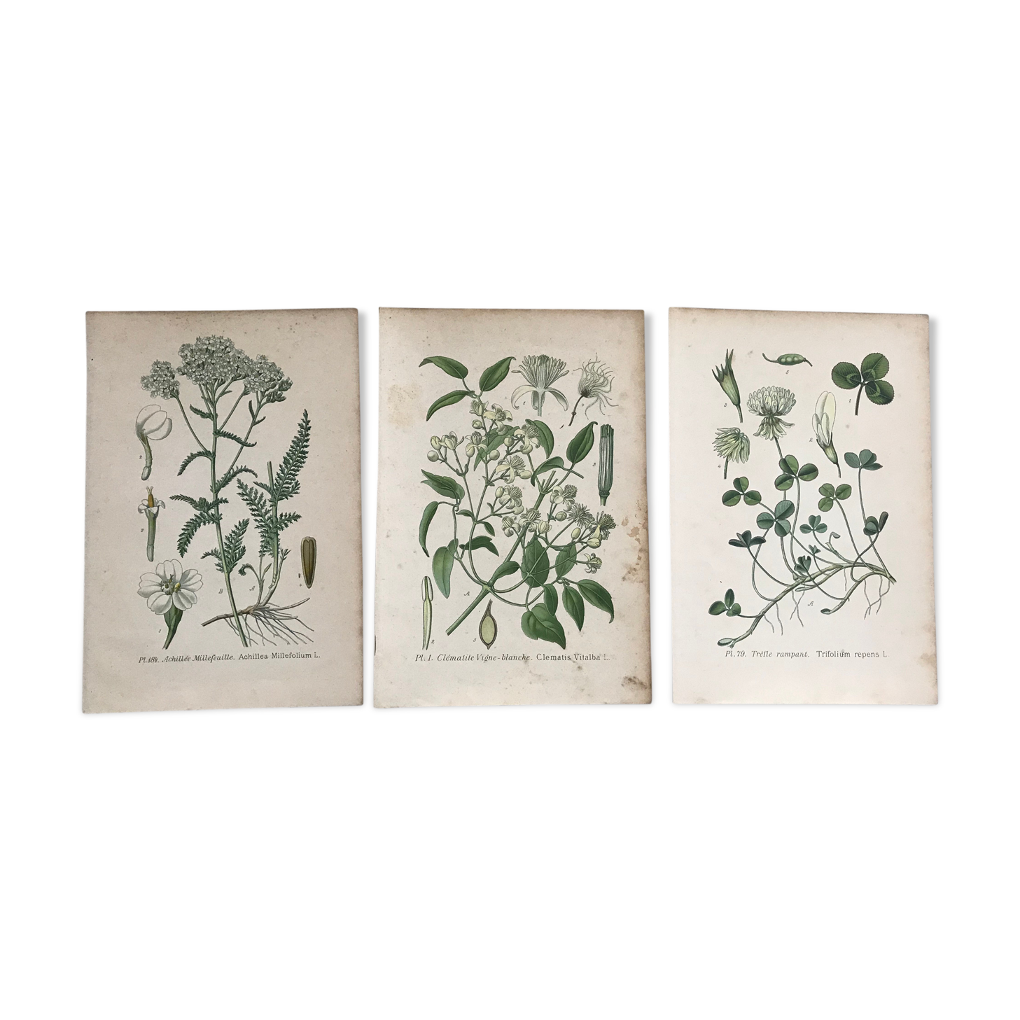 Botanical boards of white flowers 19th