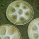 Seafood earthenware plates