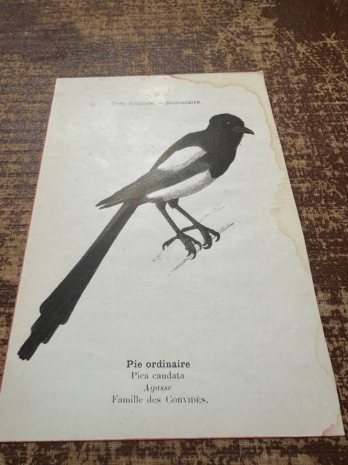 Gravure botanique planche naturaliste ancienne oiseaux