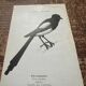 Gravure botanique planche naturaliste ancienne oiseaux