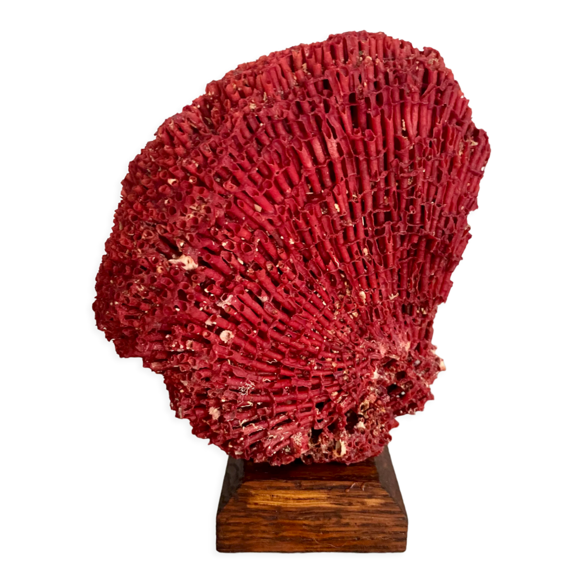 Red coral Tubipora, cabinet of curiosities