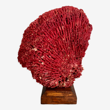 Red coral Tubipora, cabinet of curiosities