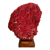 Red coral Tubipora, cabinet of curiosities