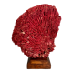 Corail rouge Tubipora, cabinet de curiosités