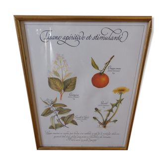 Botanical framework aperitif and stimulating herbal tea C Michaut 1982