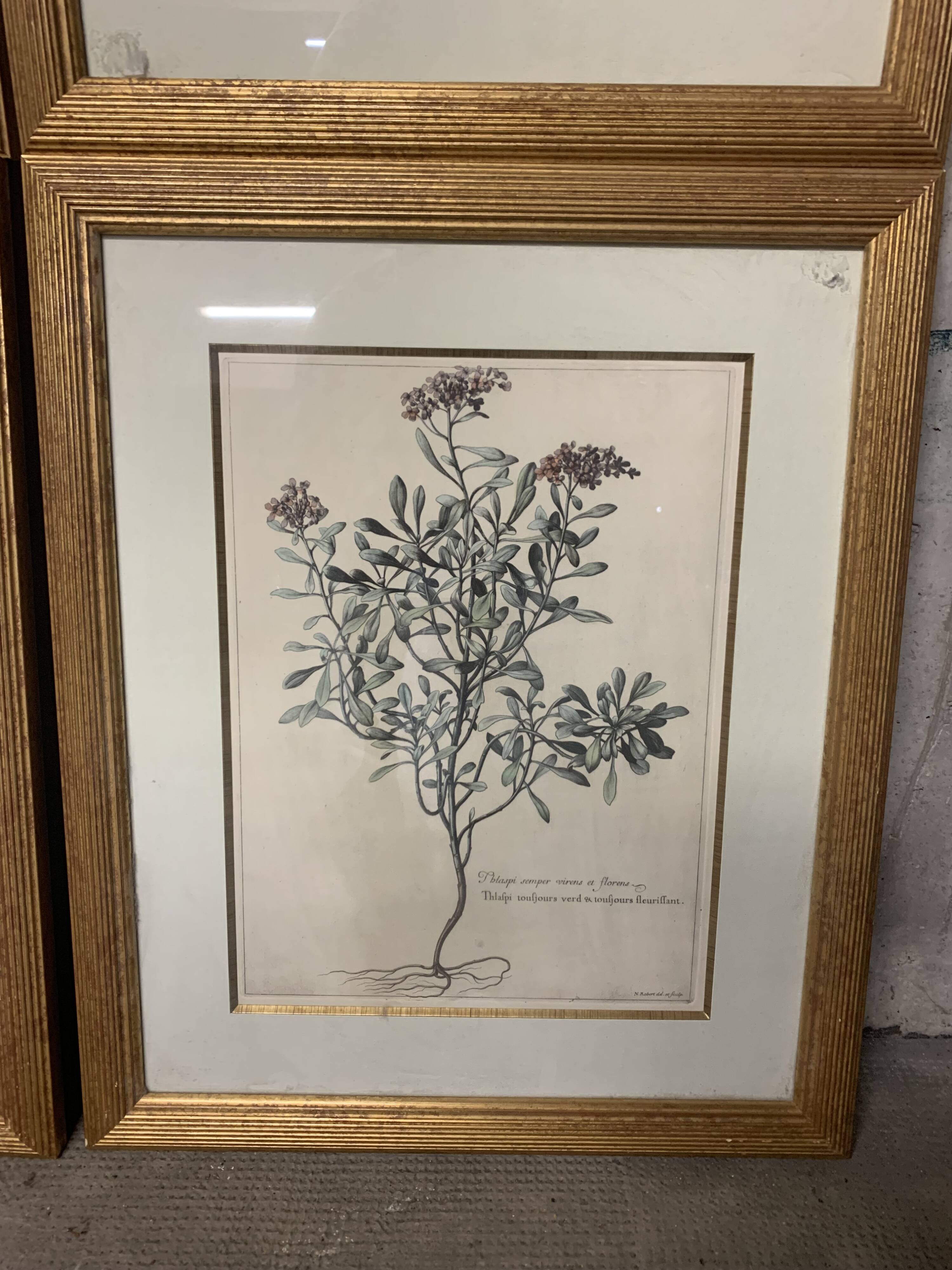 Lot of Paintings Botanical Engravings Old Vintage Herbariums