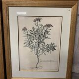 Lot of Paintings Botanical Engravings Old Vintage Herbariums