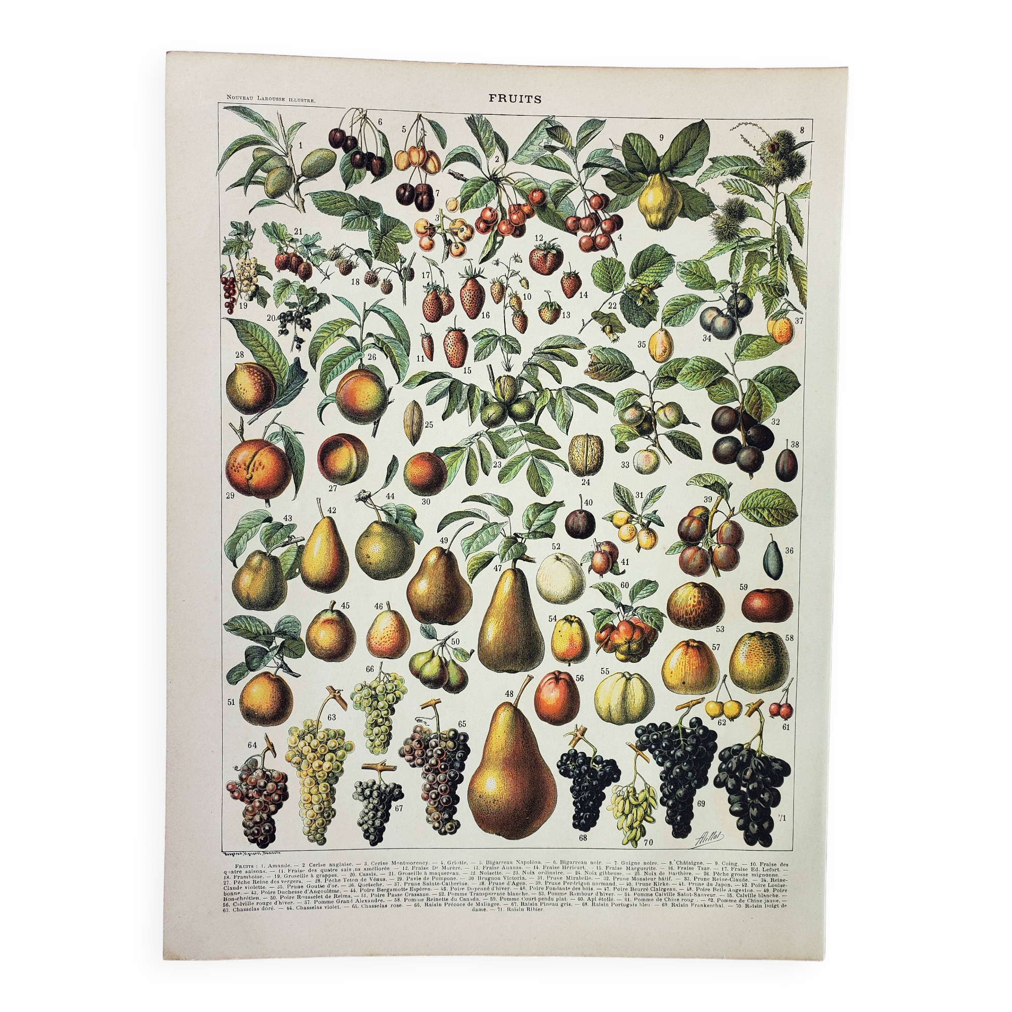 Gravure ancienne 1898, Fruits (de nos régions), variétés • Lithographie, illustration originale