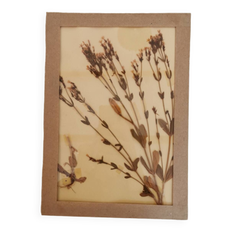 Herbarium plate 1981