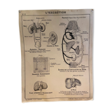 Pedagogical poster C. Dirand E.- E Carron - the skeleton of man