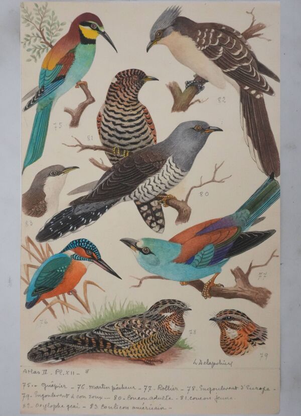 Louis Delapchier : Guêpier, Rollier et Martin-pêcheur, aquarelle originale signée