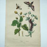 Old engraving from 1838 - Sphinx butterfly 1 - Zoological and botanical hand-colored plate
