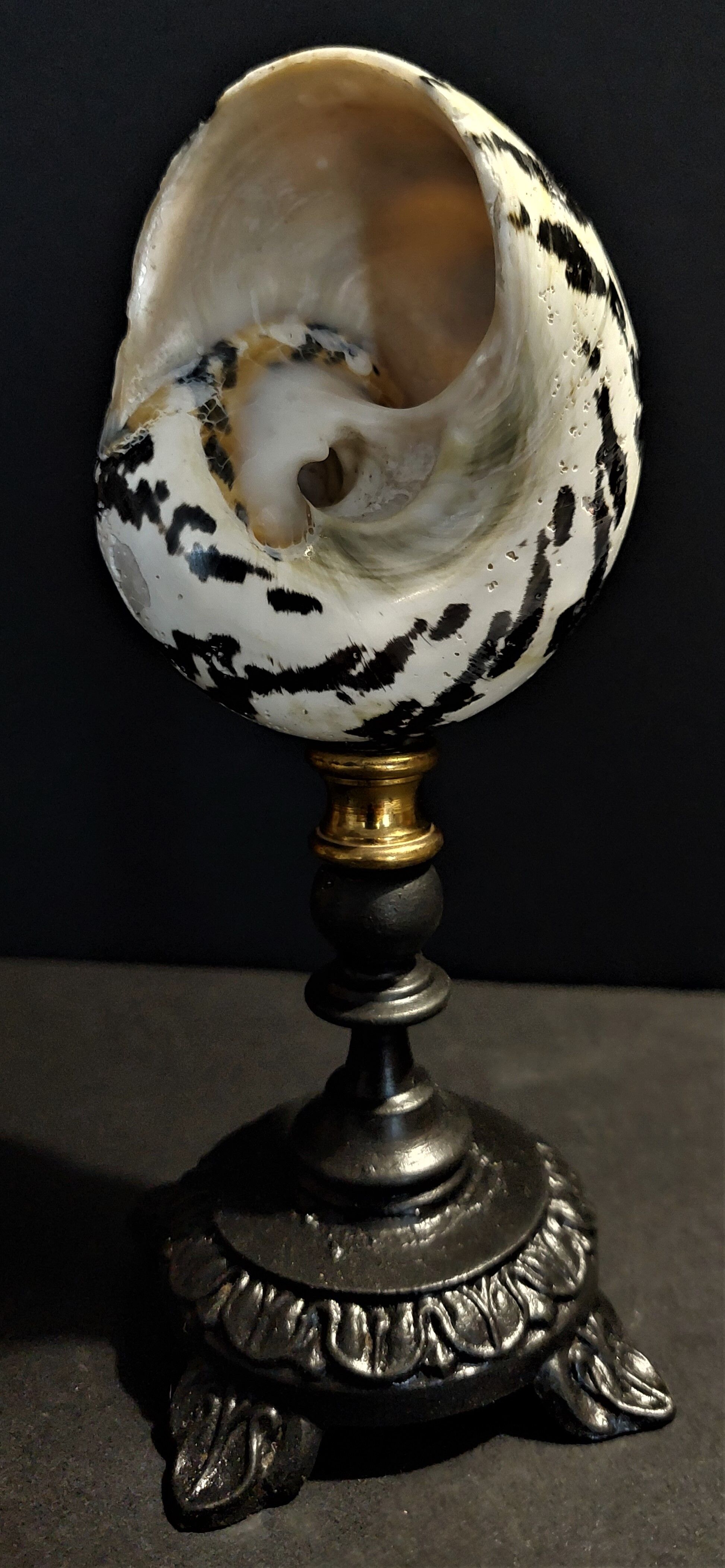 Cabinet of Curiosities cittarium pica shell on base