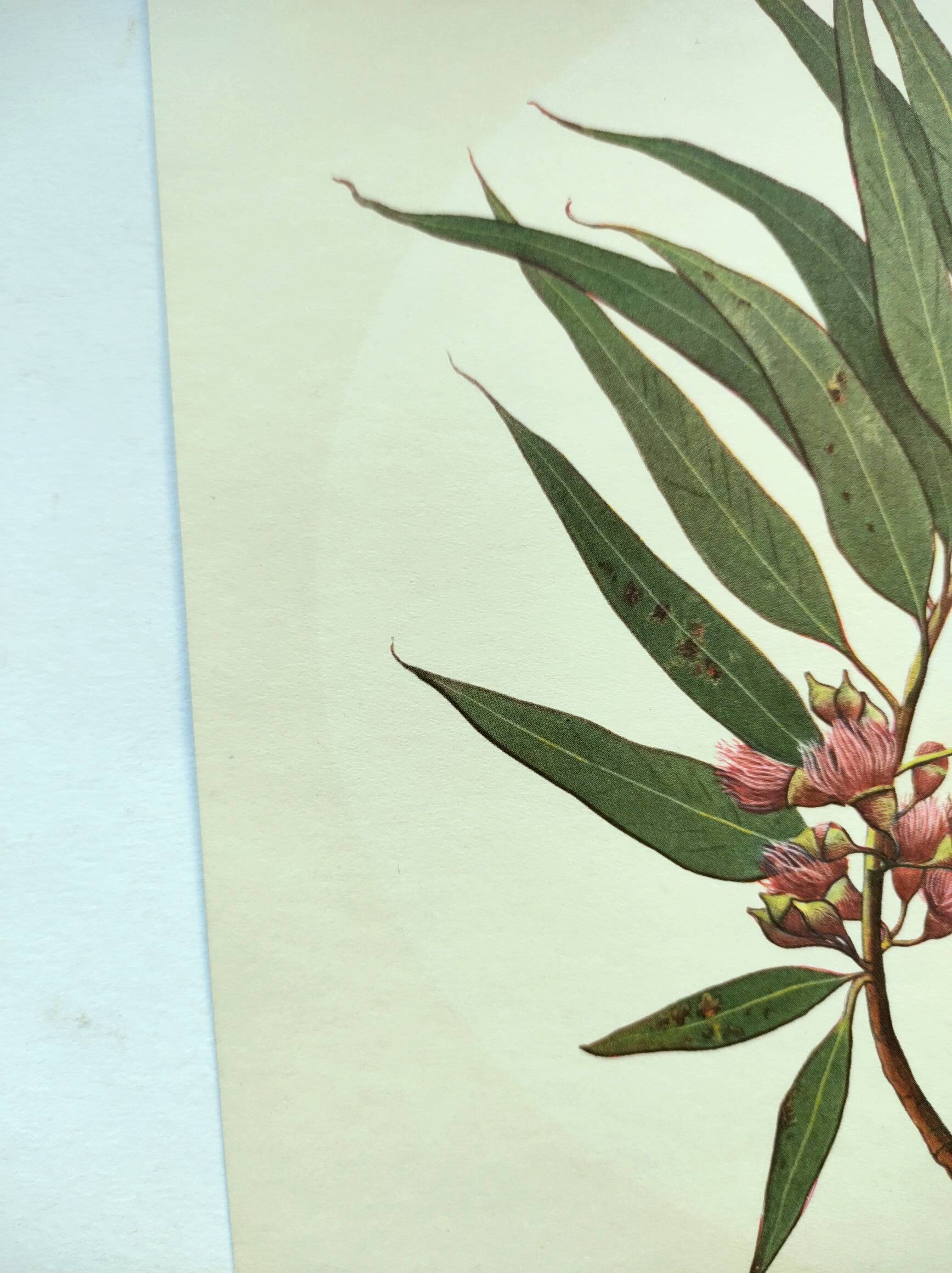 Eucalyptus Illustration - Vintage Nature Plate - Botanical Tree from the 60s