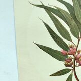 Eucalyptus Illustration - Vintage Nature Plate - Botanical Tree from the 60s