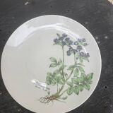 6 winterling bavaria porcelain herbarium pattern flat plates