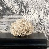 Corail ancien