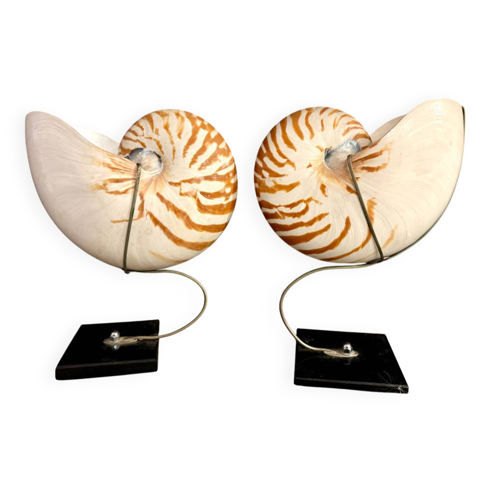 Nautilus Pompilius