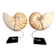 Nautilus Pompilius