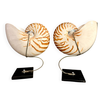Nautilus Pompilius